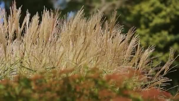 Sterke wind schudt vele gouden oren van gerst tegen groene bomen — Stockvideo
