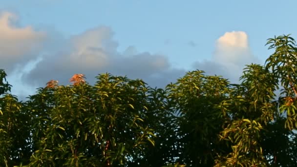 Slowly panorama on tops of green brunches of tropical trees against blue sky — Stock Video