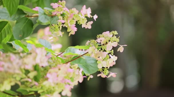 Close-up wind schudt lente takken met roze bloemen van viburnum in de lente — Stockvideo