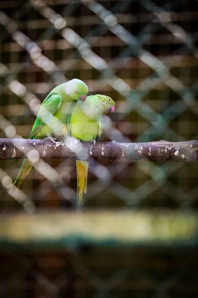 Kleiner grüner Papagei putzt seinen auf einem hölzernen Ast sitzenden grünen Papageienpartner — Stockfoto