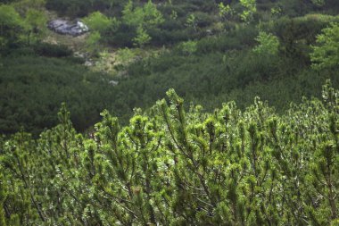 Kozalaklı çalı bir bulutlu gökyüzü mavi bir parıltı ile arka plan üzerinde. Dağlar Çam iğneleri ile arka plan görüntüleme