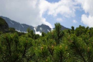 Kozalaklı çalı bir bulutlu gökyüzü mavi bir parıltı ile arka plan üzerinde. Dağlar Çam iğneleri ile arka plan görüntüleme