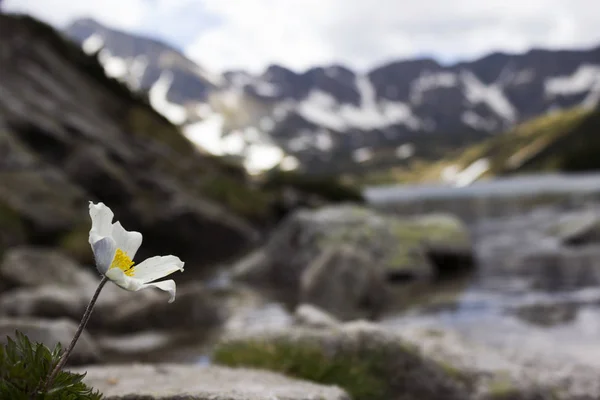Delikatny Biały Kwiat Rośnie Kamieniu Tle Jeziora Góry Śniegu Tło — Zdjęcie stockowe