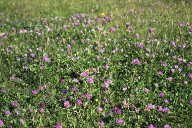 Açık havada, arka plan yonca çiçeklenme. Alanında birçok pembe çiçekler.