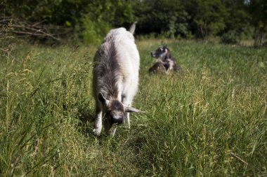 İki gri keçi, ormanın yakınında, yeşil çim üzerinde alanda otlatmak. Mammalian hayvanları bir çocuk ile bir anne vardır.