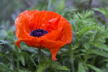 Kırmızı büyük haşhaş kütükler, dekoratif gelincik çiçeği sprin yağmurda sonra