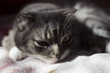 Gri lop-eared kedi yatıyor, kanepede oturan bir yerli memeli yatıyor.