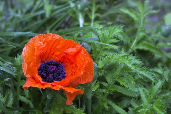 Floraciones Grandes Rojas Amapola Papaver Decorativo Después Lluvia Sprin — Foto de Stock