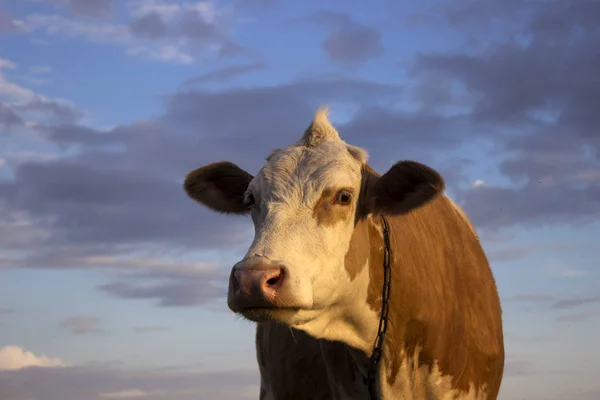 Cow in the field against the sky, sunset. A mammal is grazing in the evening