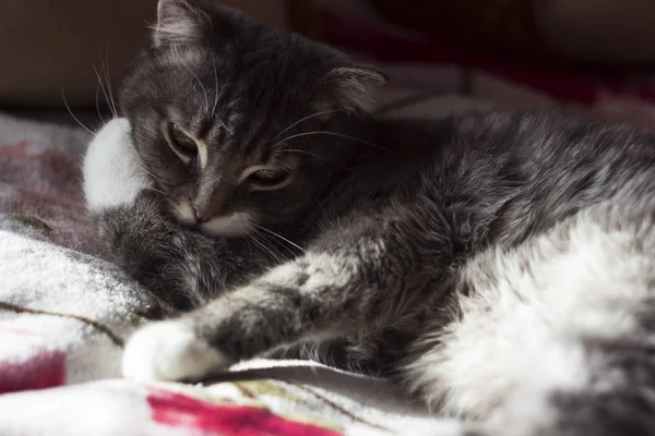 Gris Lop Oreja Gato Encuentra Lavó Pata Mamífero Doméstico — Foto de Stock