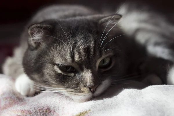 Gris Lop Eared Gato Encuentra Duerme Sofá Mamífero Doméstico Descansando —  Fotos de Stock