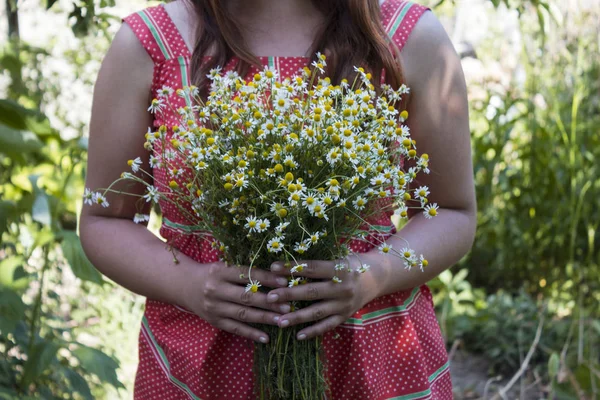 Una Giovane Donna Tiene Mano Mazzo Camomilla Molti Piccoli Fiori — Foto Stock