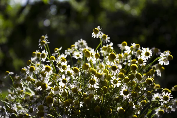 Bouquet Medical Daisies Lots Small White Flowers Summer Sunny Weathe — Stock Photo, Image