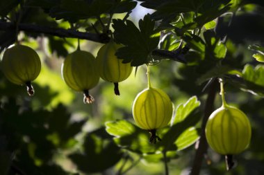 Dal olgun bektaşi üzümü bir güneşli bir günde, faydalı meyveler yetişir