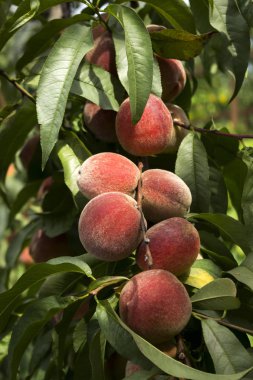 Olgun şeftali ağaç üzerinde asılı, güzel ve yararlı meyve hasat