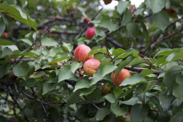 Ripe apricots grow on a tree, summer, harvest. Useful fruit