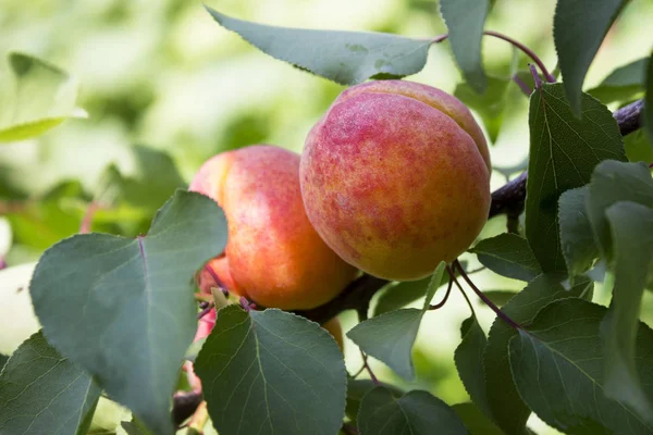 Érett Kajszibarack Egy Nyár Aratás Hasznos Gyümölcs — Stock Fotó