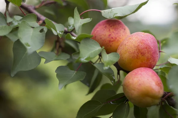 Dojrzałe Morele Rosną Drzewie Lato Zbiorów Pożytecznych Owoców — Zdjęcie stockowe