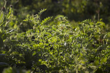 Nohut bir alanda yeşil fasulye bitki içinde çiçeklenme. Vejetaryen yiyecekler