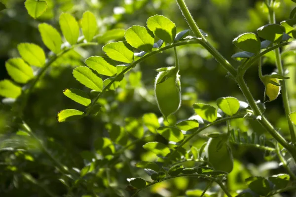 Pod Chickpea Growing Garden Sunlight Vegetarian Food Leguminous Plant — Stock Photo, Image