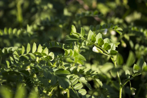 Flowering Chickpea Field Green Bean Plant Vegetarian Food — Stock Photo, Image