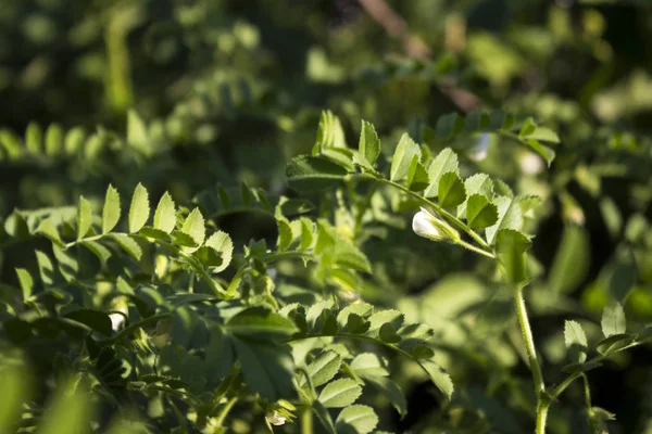 Flowering Chickpea Field Green Bean Plant Vegetarian Food — Stock Photo, Image