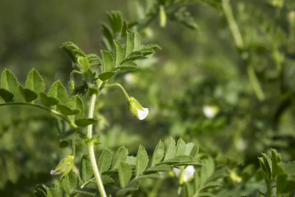 Flowering Chickpea Field Green Bean Plant Vegetarian Food — Stock Photo, Image