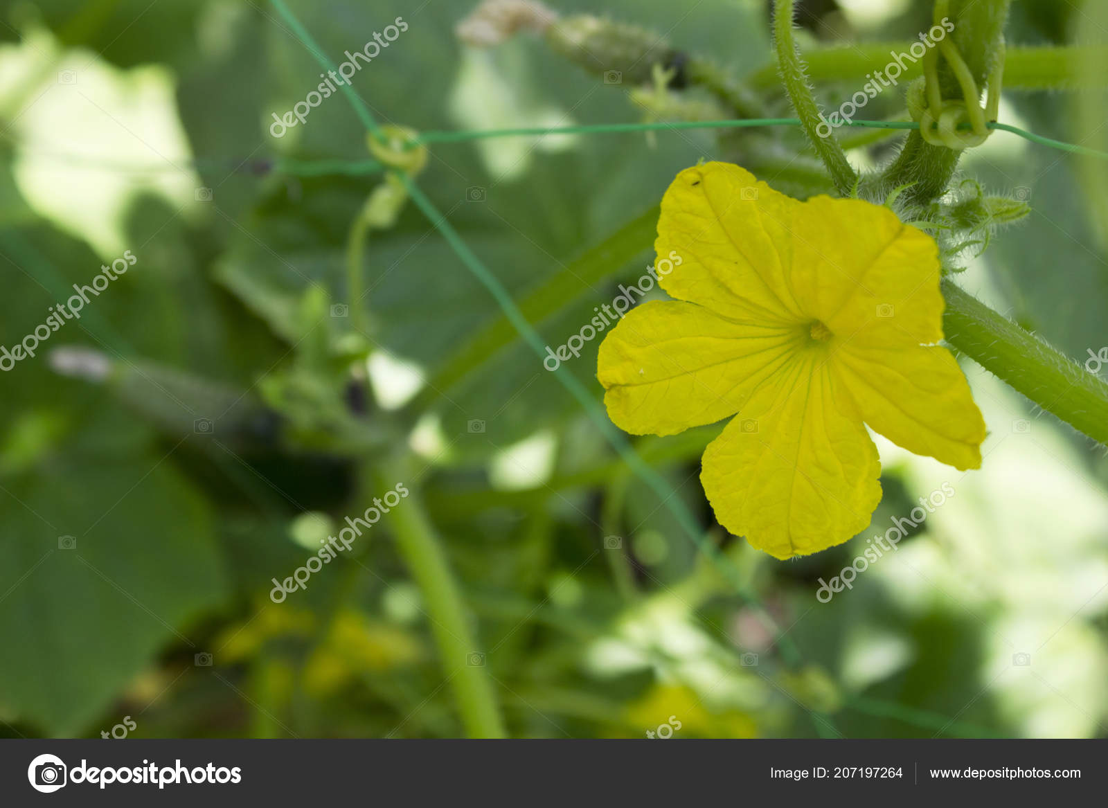 vegetable with yellow flowers vegetable with yellow flowers