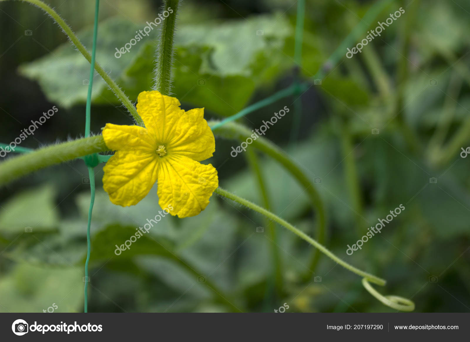 Flowering Cucumbers Garden Beautiful Small Yellow Flowers Vegetables Gardening Stock Photo Image By C Nikilev 207197290