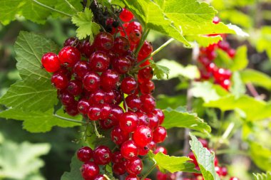 Olgun kırmızı kuş üzümü çilek bahçede büyüyen bir Bush. Yararlı