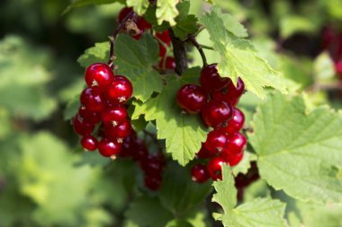 Olgun kırmızı kuş üzümü çilek bahçede büyüyen bir Bush. Yararlı meyve