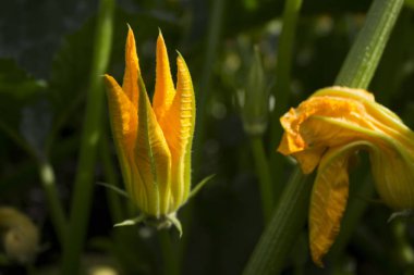 Yeşil kabak kabak içinde sebze Bahçe, sarı çiçek çiçeklenme. Tarım