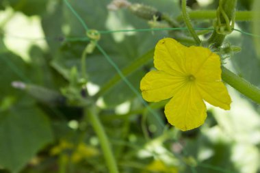 Salatalık sebze güzel küçük sarı çiçek bahçesinde, çiçekli. Bahçe