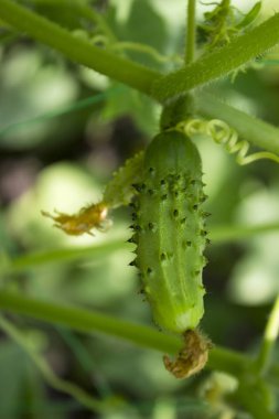 Bahçede sebze, çiçekli bir özel ızgara üzerinde büyüyen küçük ve büyük salatalık hasat