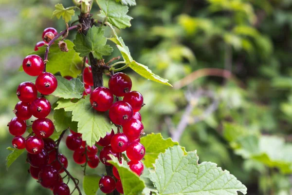 Bagas Groselha Vermelhas Maduras Bush Que Cresce Jardim Frutas Úteis — Fotografia de Stock