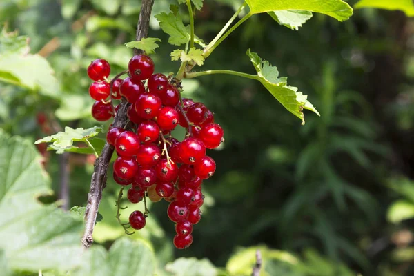 Bagas Groselha Vermelhas Maduras Bush Que Cresce Jardim Frutas Úteis — Fotografia de Stock