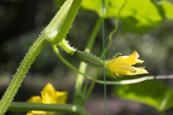 Gurkenblüte Garten Eine Schöne Kleine Gelbe Gemüseblüte Gartenarbeit — Stockfoto