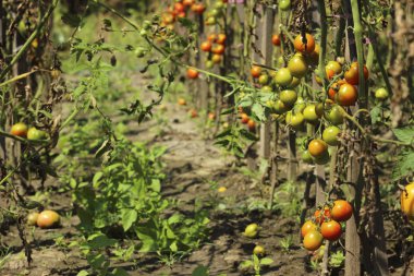 Sick tomatoes in the garden, the vegetables infected with late blight, a blight on the crop clipart