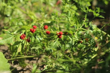 Çilekli ıspanak büyüyen Bahçe, ıspanak kırmızı meyveler ile faydalı bir bitki