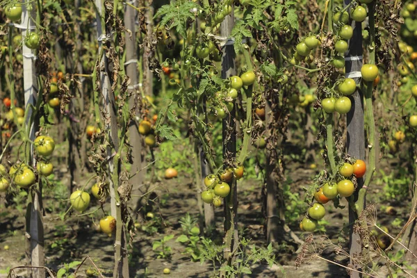 Sick tomatoes in the garden, the vegetables infected with late blight, a blight on the crop