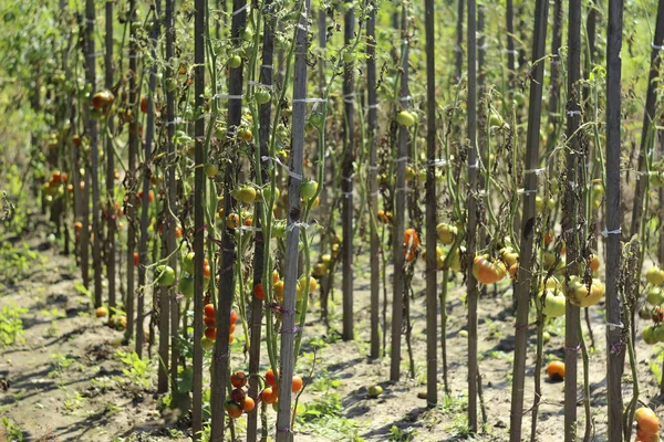 Sjuka Tomater Trädgården Grönsakerna Infekterade Med Sent Blight Ett Gissel — Stockfoto