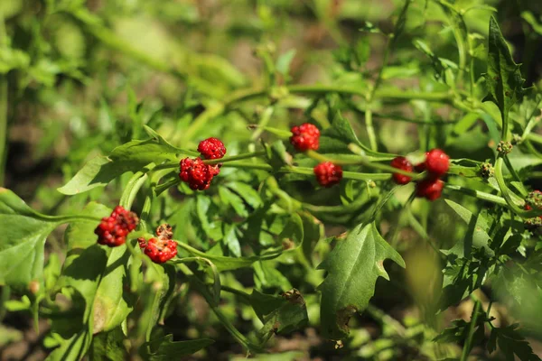 Espinacas Fresa Que Crecen Jardín Espinacas Con Bayas Rojas Una — Foto de Stock