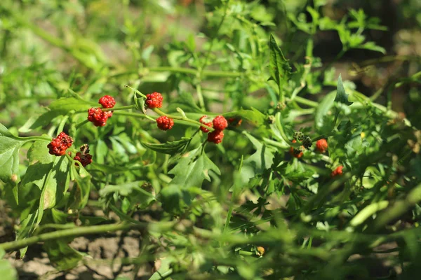 Bayam Stroberi Tumbuh Kebun Bayam Dengan Buah Merah Tanaman Yang — Stok Foto