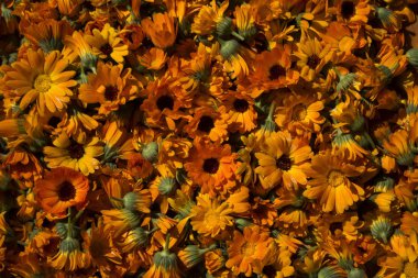 Bir sürü bozuk turuncu yaz çiçek, calendula çiçekler, parlak doğal arka plan