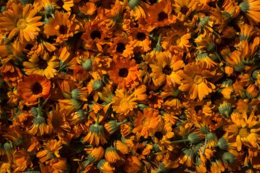 Bir sürü bozuk turuncu yaz çiçek, calendula çiçekler, parlak doğal arka plan