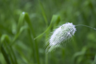 Lagurus - yumuşak ve kabarık bitki, çiçek buketleri, arka plan yapmak için kullanılan kurutulmuş