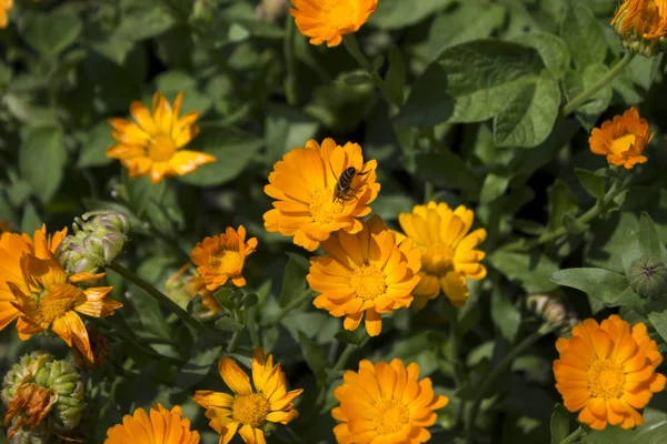 Caléndula Las Flores Naranjas Florecen Jardín Jardín Planta Médica — Foto de Stock