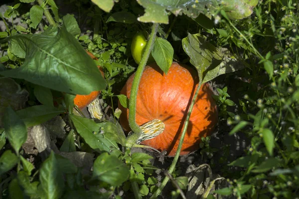 Ripe Orange Pumpkin Growing Vegetable Garden Harvest Preparation Halloween — Stock Photo, Image