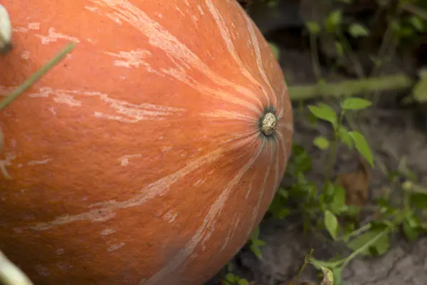 Maturare Zucca Arancione Che Cresce Nell Orto Raccolto Preparazione Halloween — Foto Stock