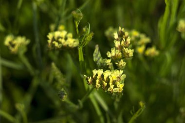Sarı çiçekli limonium - Bahçe adam çiçeklerin